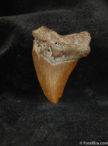 Small Megalodon Shark Tooth #562